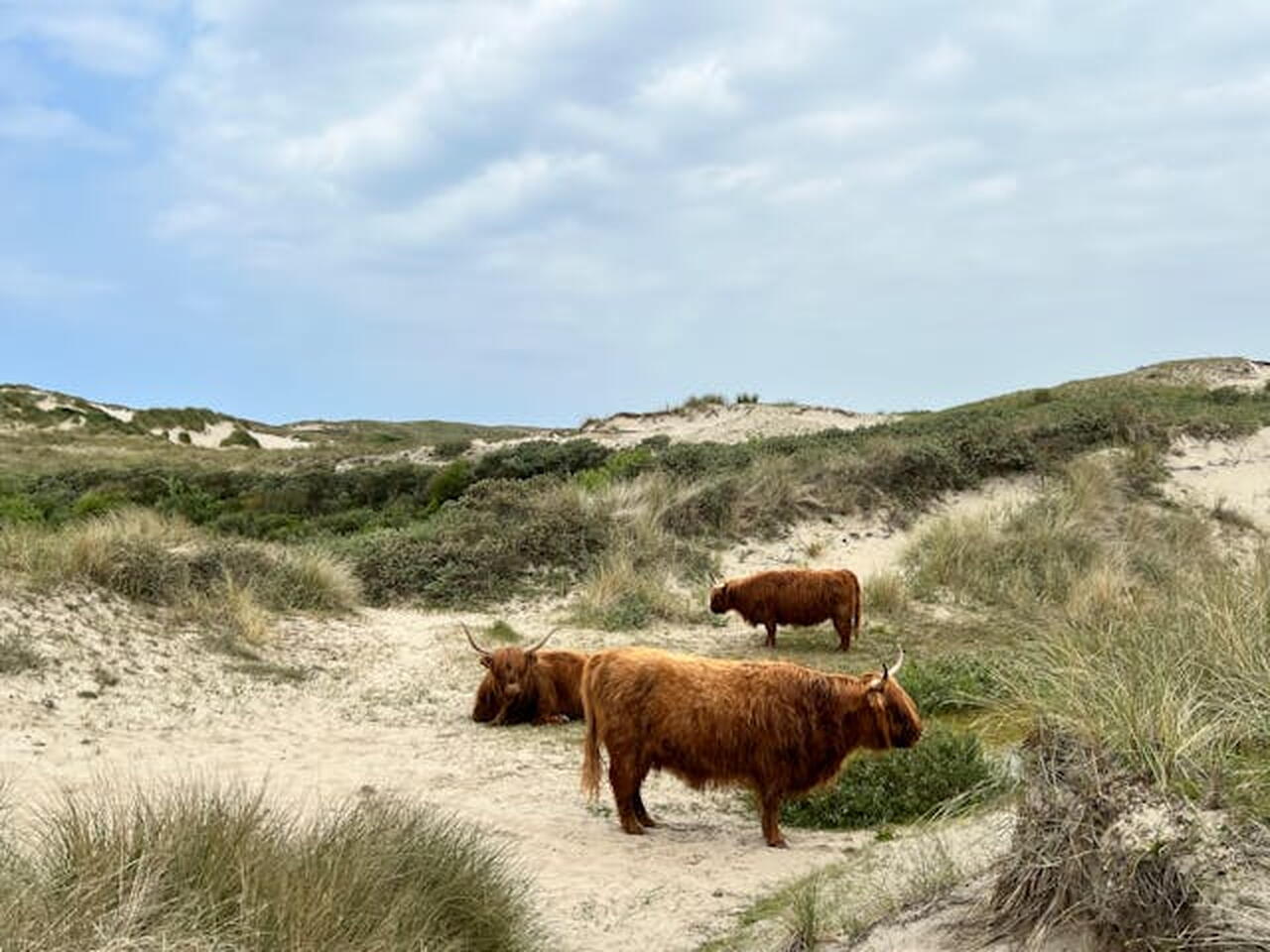 Duingebied met 3 Schotse hooglanders